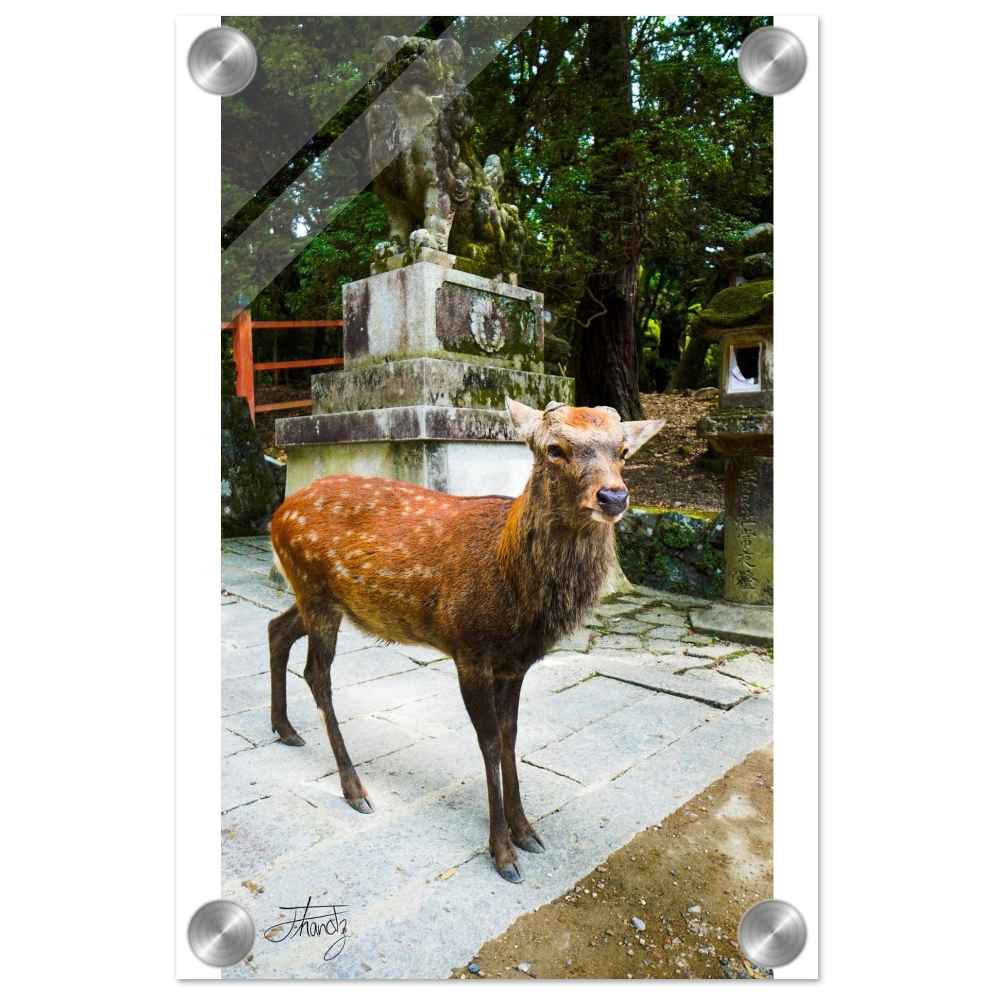 204ef256-2c9a-4486-8153-c27fa7ec6898