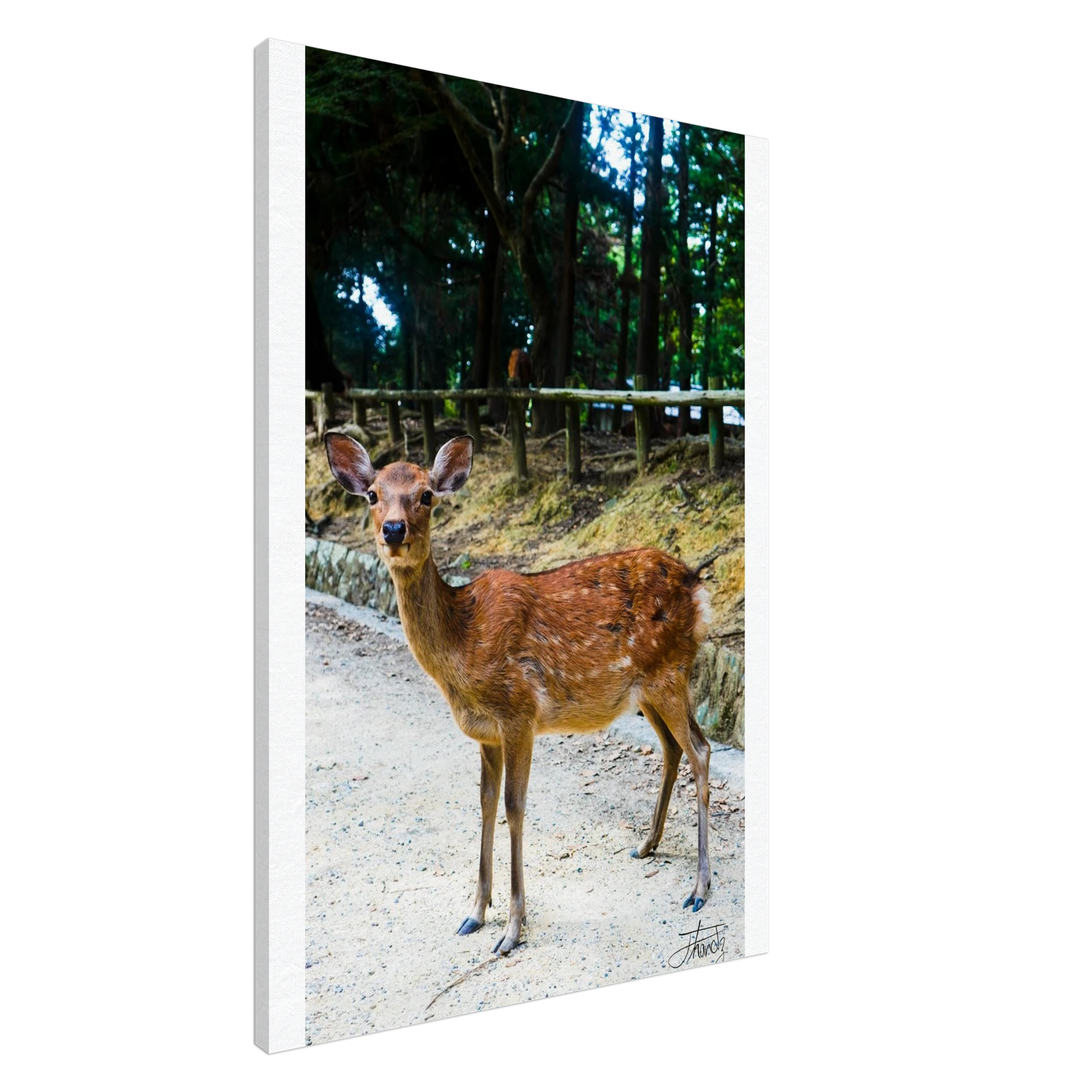 507dd999-9176-46fe-b1bd-f82b5ac4bee7