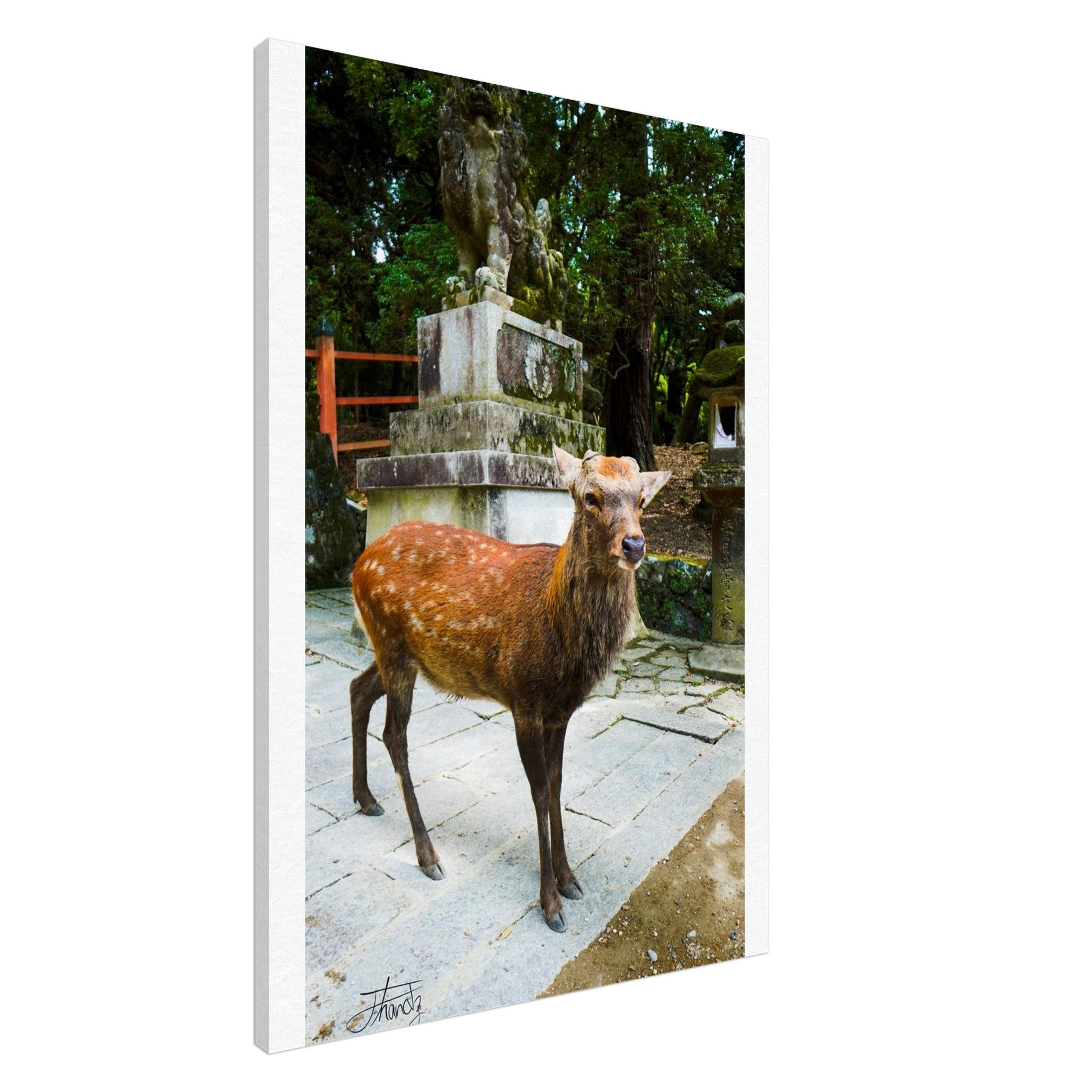 70b2d5d4-70d0-456e-915b-ce6e55b30edc