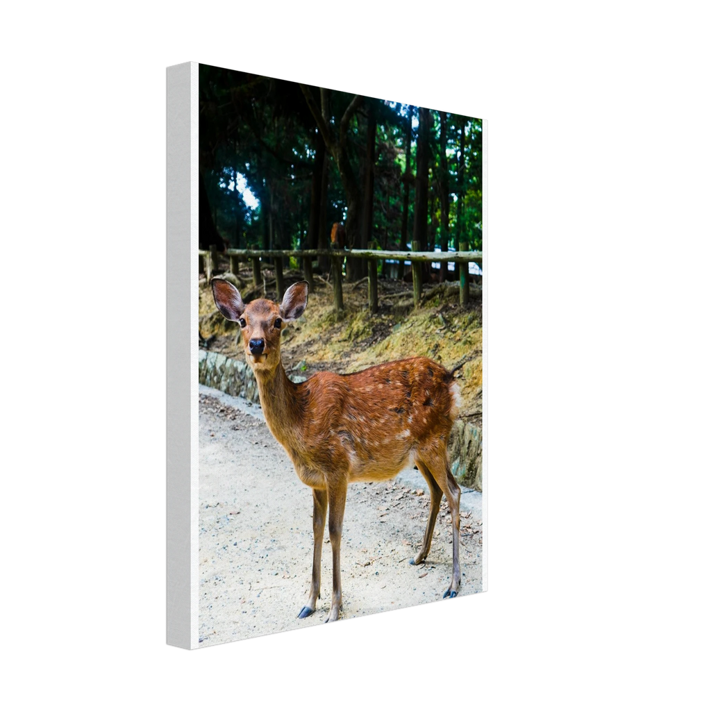 8d8ec9f2-ef4f-4691-b98e-d2513b8a0e5c