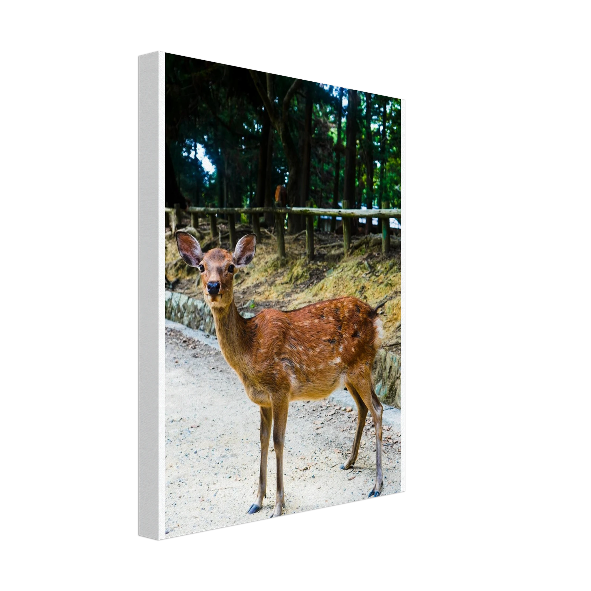 8d8ec9f2-ef4f-4691-b98e-d2513b8a0e5c