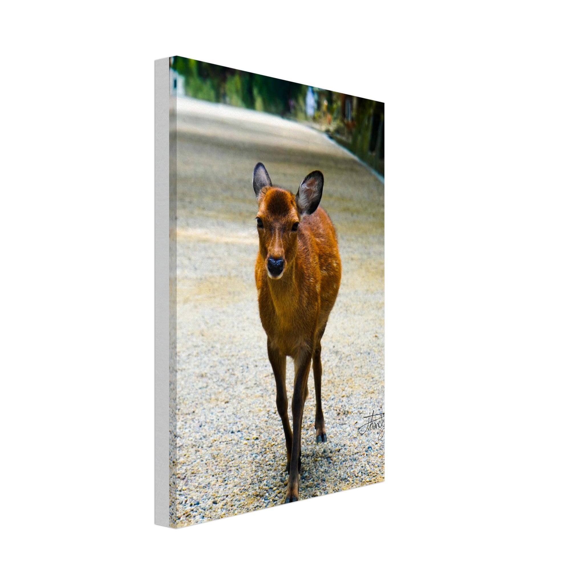 96f5c004-11ff-44c7-b9f5-4e016c5fd179