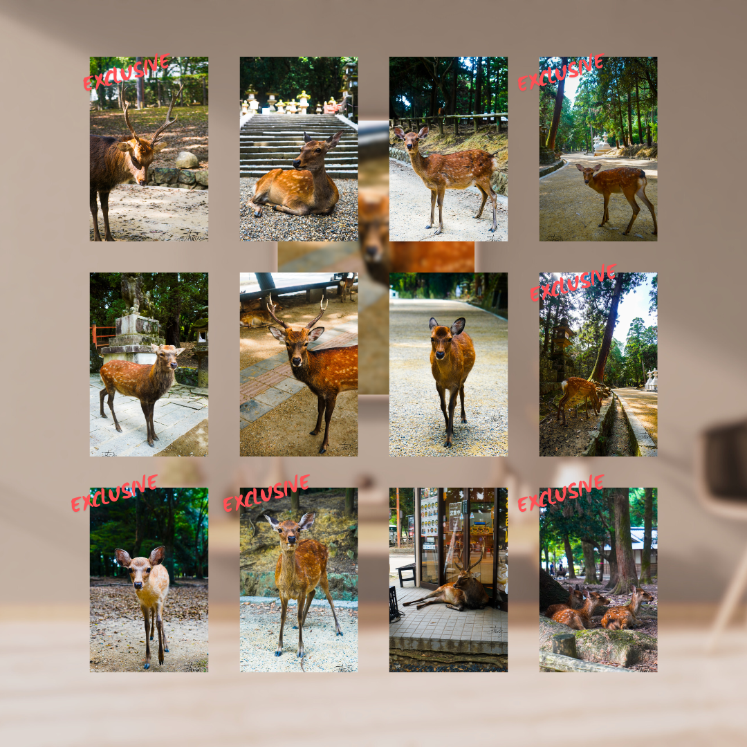 Nara Park Deer Collection – Standard Edition Bundle (12 A4 Prints)