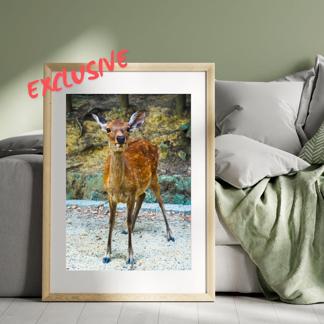 Nara Park Deer Collection – Standard Edition Bundle (12 A4 Prints)