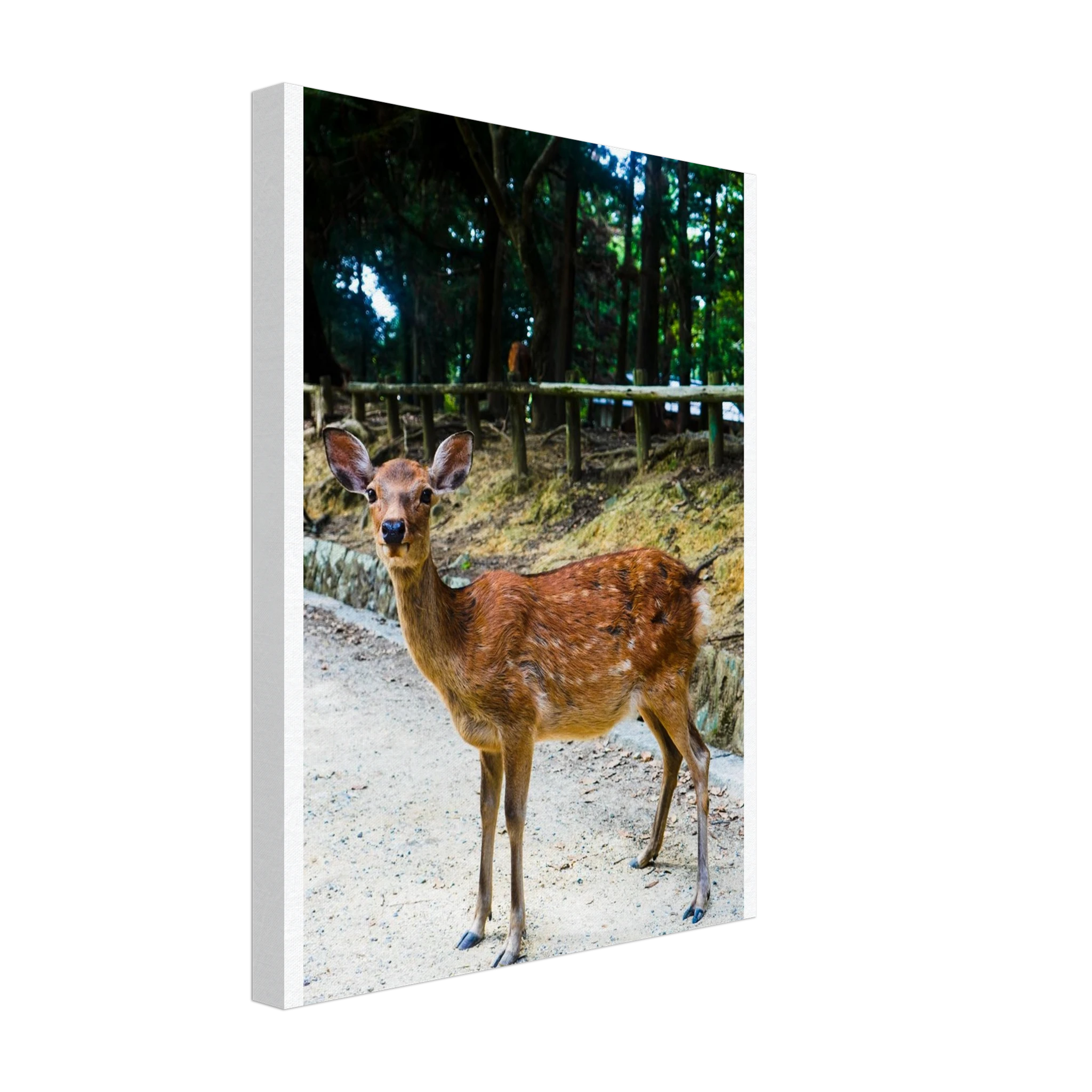 e5052862-78d5-4167-b1e4-cd499c9578ac