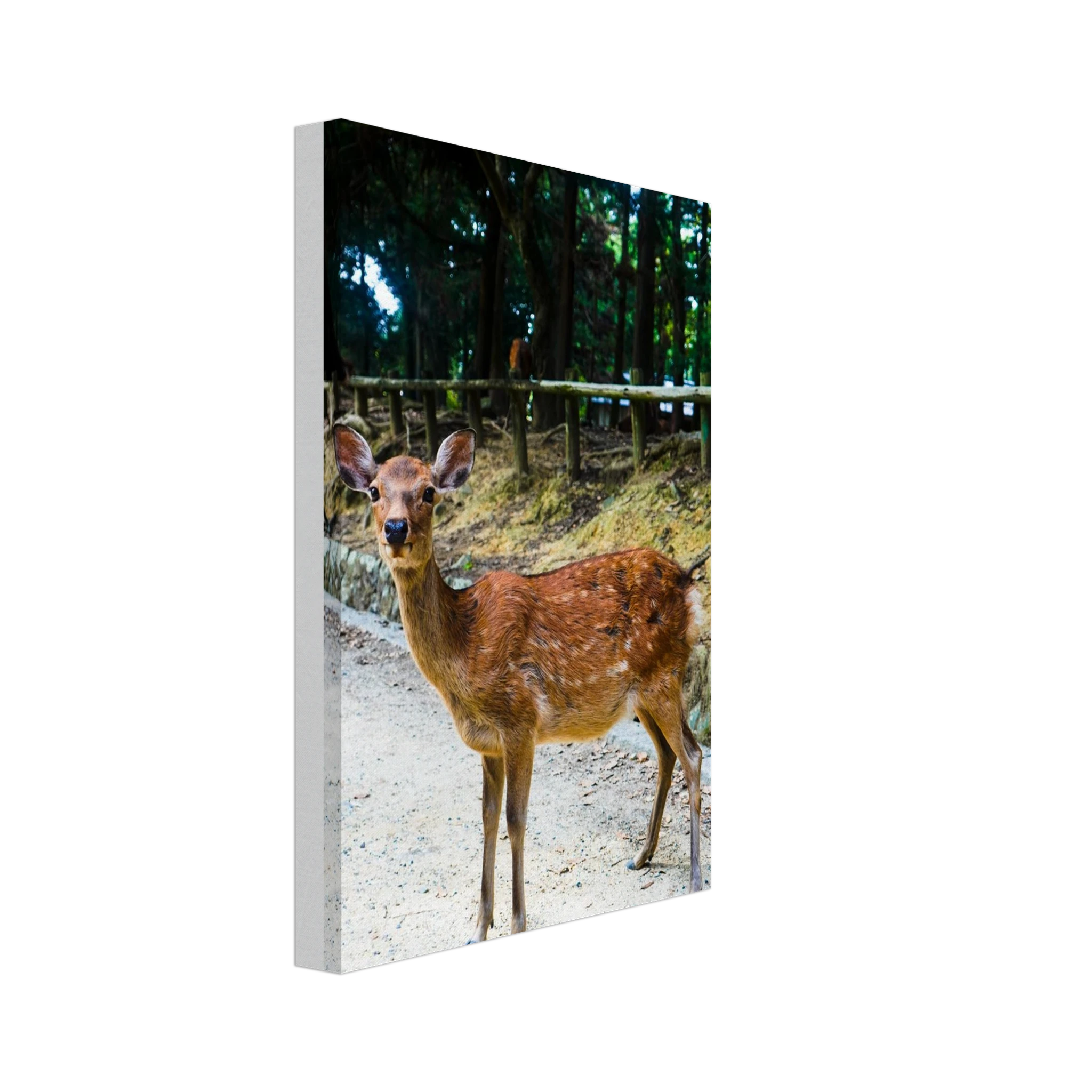 e55a6b19-0b62-48be-aa57-565dd455e41d